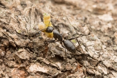 Camponotus concavus