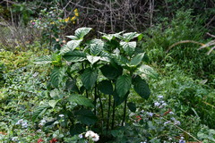Odontonema cuspidatum
