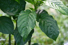 Odontonema cuspidatum