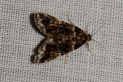 Elophila responsalis