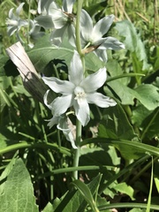 Ornithogalum nutans