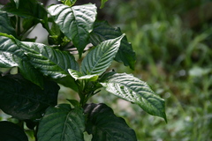 Odontonema cuspidatum