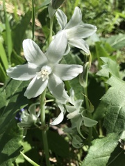 Ornithogalum nutans
