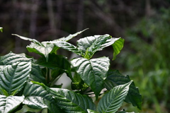Odontonema cuspidatum