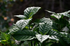 Odontonema cuspidatum