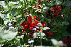 Odontonema cuspidatum