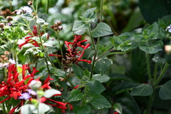 Odontonema cuspidatum