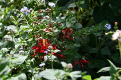 Odontonema cuspidatum