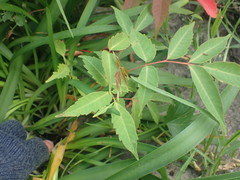 Toxicodendron succedaneum