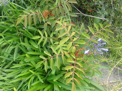 Toxicodendron succedaneum