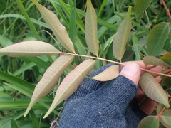 Toxicodendron succedaneum
