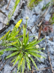 Lachnocaulon