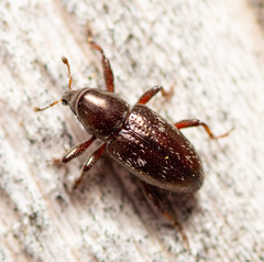 Tyloderma subpubescens