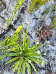 Lachnocaulon