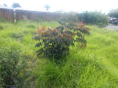 Toxicodendron succedaneum