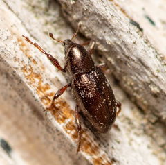 Tyloderma subpubescens