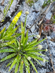 Lachnocaulon
