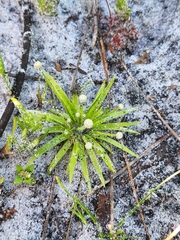 Lachnocaulon