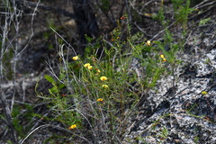 Bossiaea heterophylla