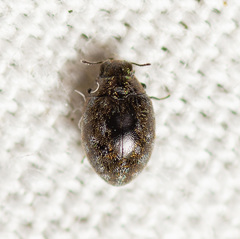Limnichidae