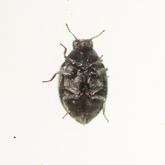 Limnichidae