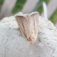 Sesamia nonagrioides