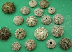 Lytechinus variegatus