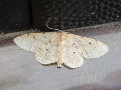Idaea inquinata