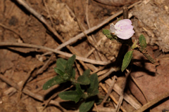 Rostellularia adscendens