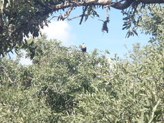 Caracara plancus