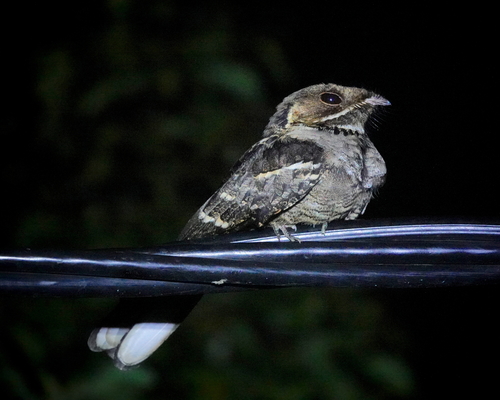 Jerdon's Nightjar (Caprimulgus atripennis), photo 7
