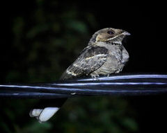 Caprimulgus atripennis