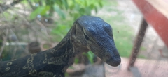 Varanus salvator macromaculatus