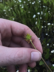 Ranunculus orthorhynchus