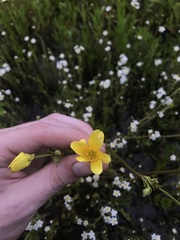 Ranunculus orthorhynchus