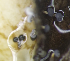 Didymium squamulosum