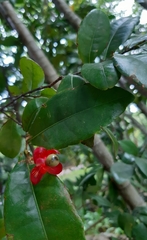Ochna serrulata