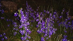 Utricularia reticulata