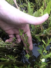 Ranunculus orthorhynchus