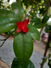 Ochna serrulata