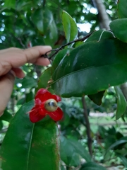 Ochna serrulata