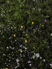 Ranunculus orthorhynchus