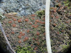 Protopannaria pezizoides