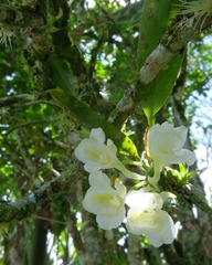 Rodriguezia compacta