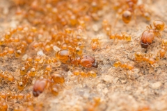 Pheidole fervida