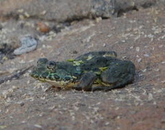 Euphlyctis cyanophlyctis