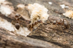 Lasius japonicus