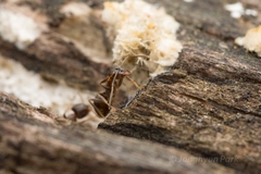 Lasius japonicus