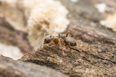 Lasius japonicus