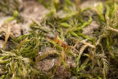 Technomyrmex gibbosus